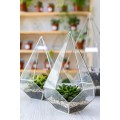 TERRARIUM BOXES