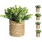 JK Home Décor - Γλαστράκι σε Κασπώ Φυσικό 11.5cm 4Σχδ