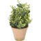JΚ Home Décor - Φυτό Πρασινάδα σε Γλάστρα 13x31cm