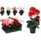 JK Home Décor - Γλαστράκι με Γεράνι 25x35cm 4Σχδ