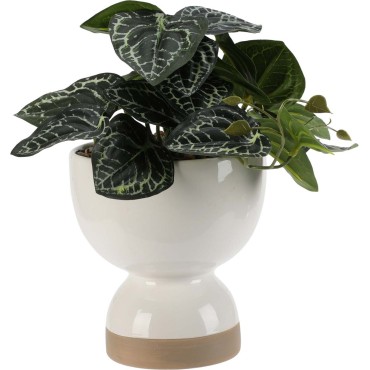 JΚ Home Décor - Φυτό Σε Κεραμικό Κασπώ 24cm