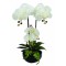 JK Home Décor - Ορχιδέα Λευκή σε Κασπώ 50cm