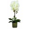 JK Home Décor - Ορχιδέα Λευκή σε Κασπώ 56cm