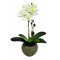 JK Home Décor - Ορχιδέα Λευκή σε Κασπώ 32cm