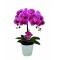 JK Home Décor - Ορχιδέα Φούξια σε Κασπώ 52cm