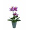 JK Home Décor - Ορχιδέα Φούξια σε Κασπώ 34cm