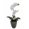 JK Home Décor - Ορχιδέα Λευκή σε Κασπώ 34cm