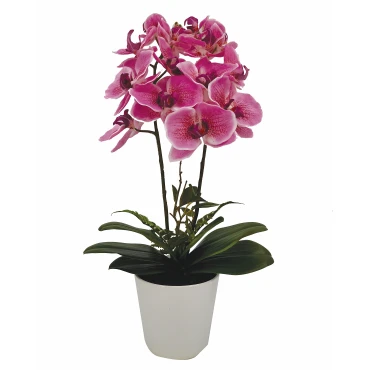 JK Home Décor - Ορχιδέα Φούξια σε Κασπώ 62cm