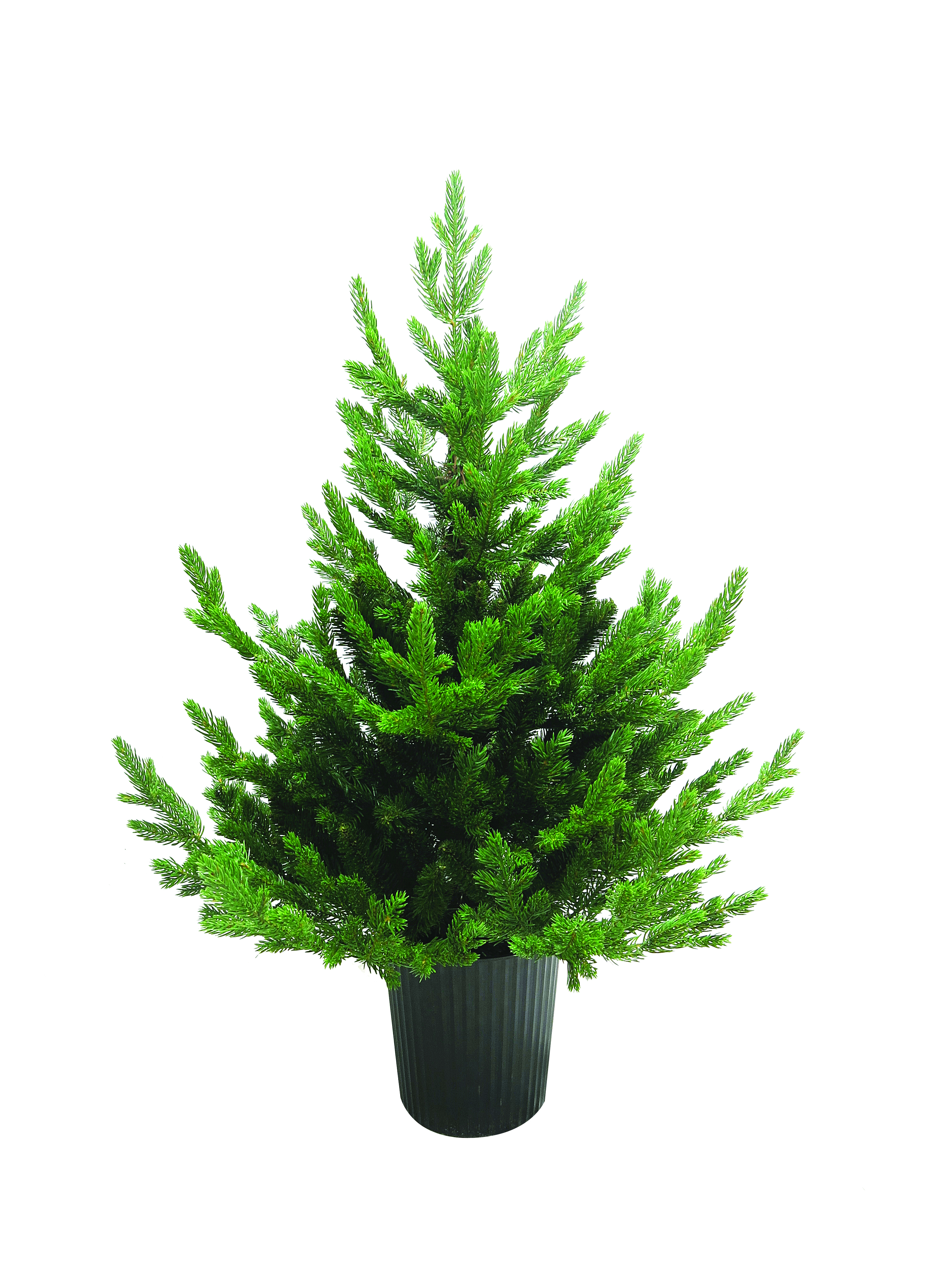 JK Home Décor - Δέντρο σε Γλάστρα ΡE 90cm