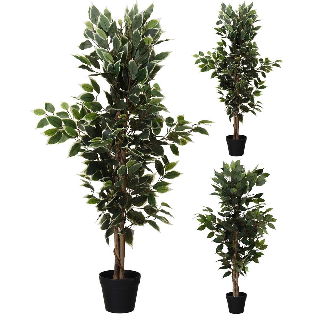 JΚ Home Décor - Δέντρο Φίκος Benjamin 2Σχδ JΚ Home Décor - Δέντρο Φίκος Benjamin 2Σχδ