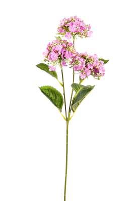 JK Home Décor - Κλαδί Ορτανσία Υδράγγεια 65cm JK Home Décor - Κλαδί Ορτανσία Υδράγγεια 65cm