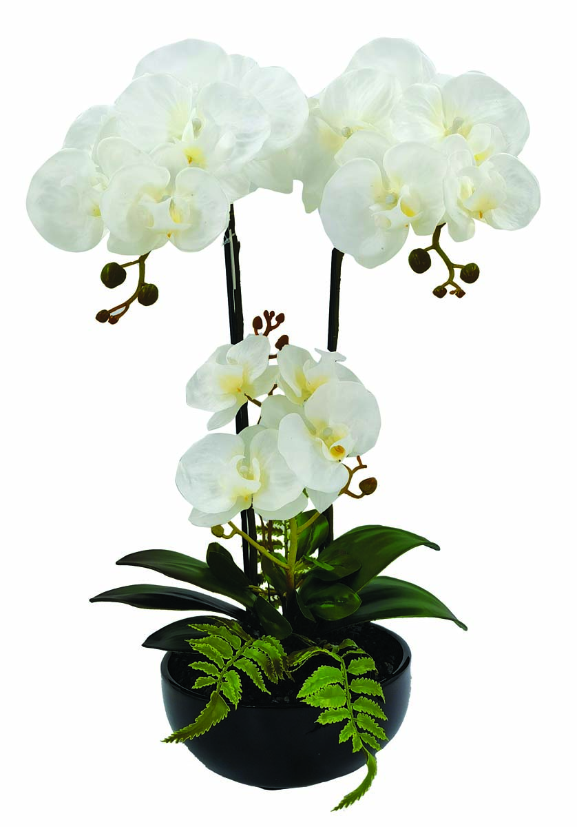 JK Home Décor - Ορχιδέα Λευκή σε Κασπώ 50cm