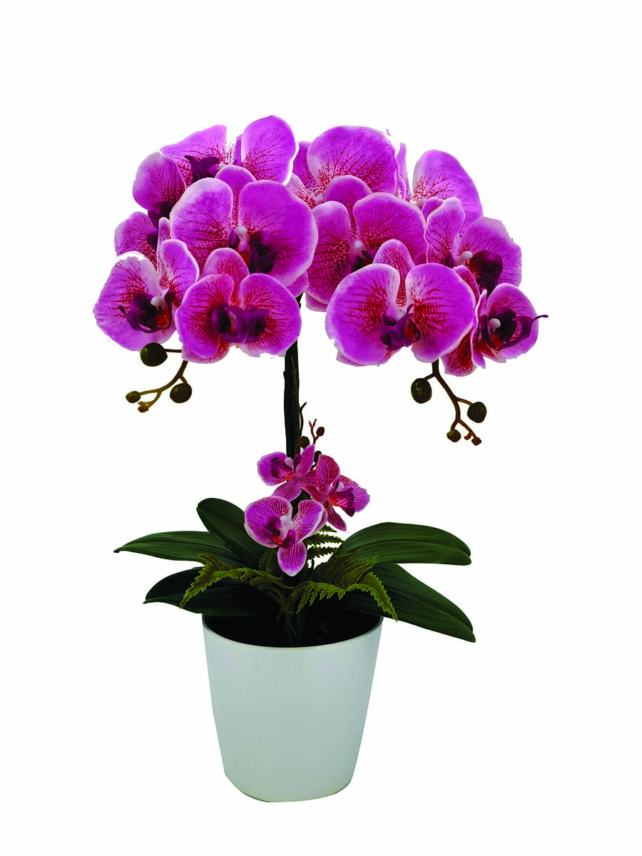 JK Home Décor - Ορχιδέα Φούξια σε Κασπώ 52cm